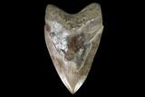 Fossil Megalodon Tooth - Serrated Blade #95308-1